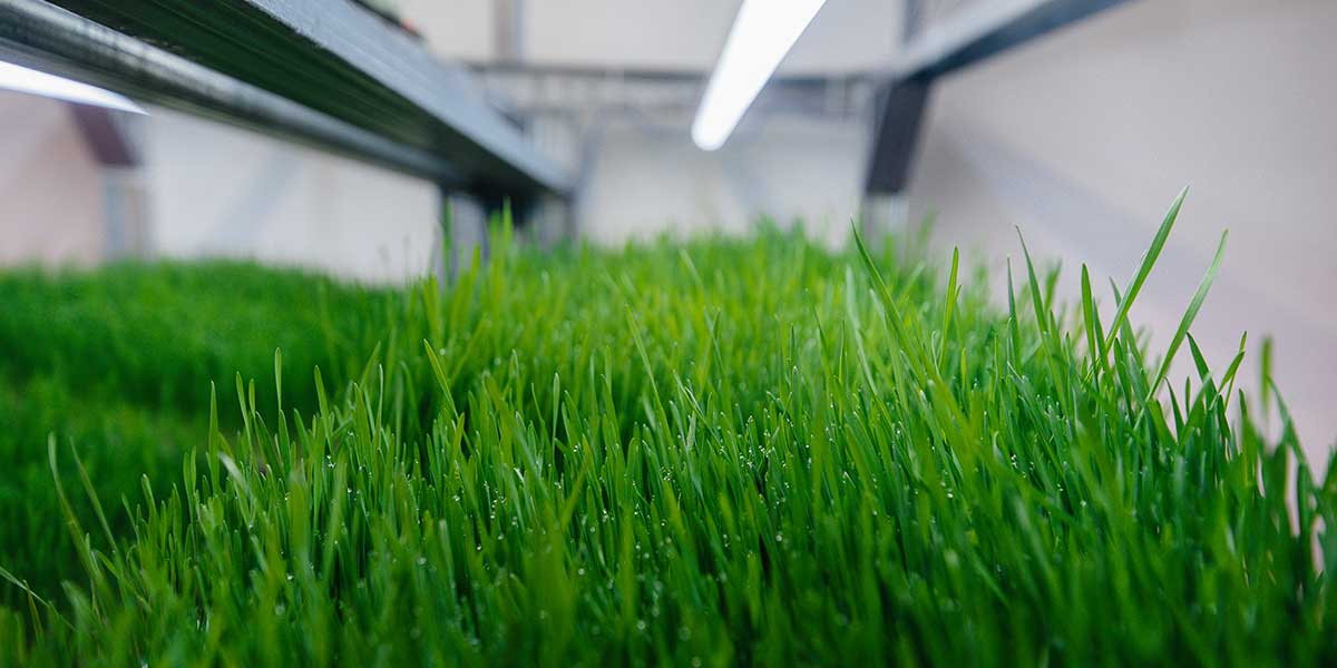 mini pitch grass