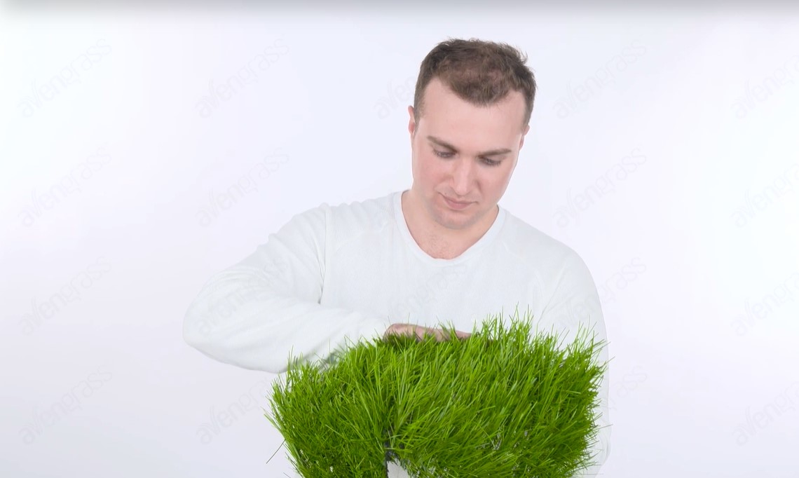 Гибридная трава